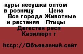 куры несушки.оптом 160 в розницу 200 › Цена ­ 200 - Все города Животные и растения » Птицы   . Дагестан респ.,Кизилюрт г.